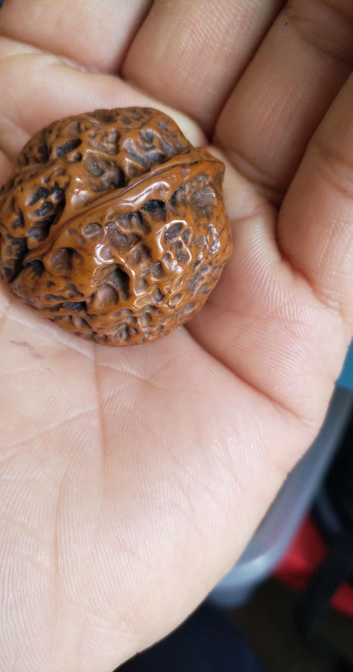 包老铁核桃单只