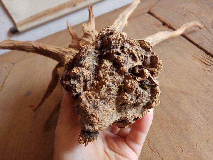 2斤重蜜香柏六星级奶参蜜味陈化脱骨百年香根兜一颗