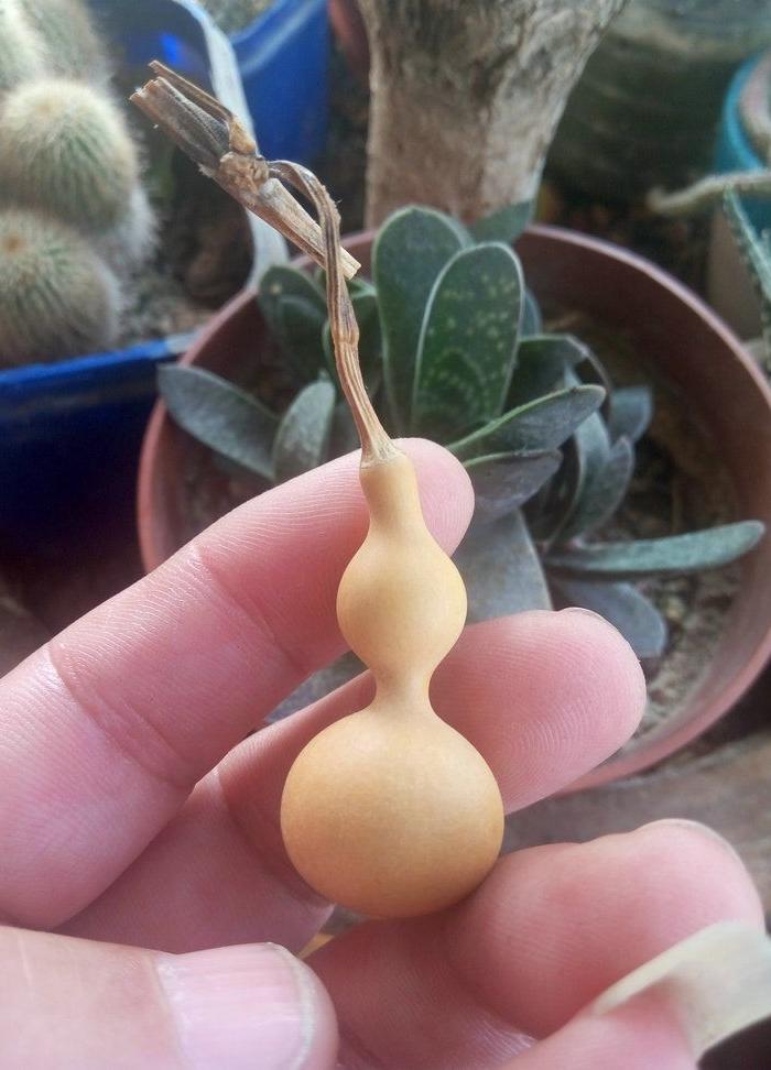 9厘米本长超小葫芦 型正*实脐小龙头壮