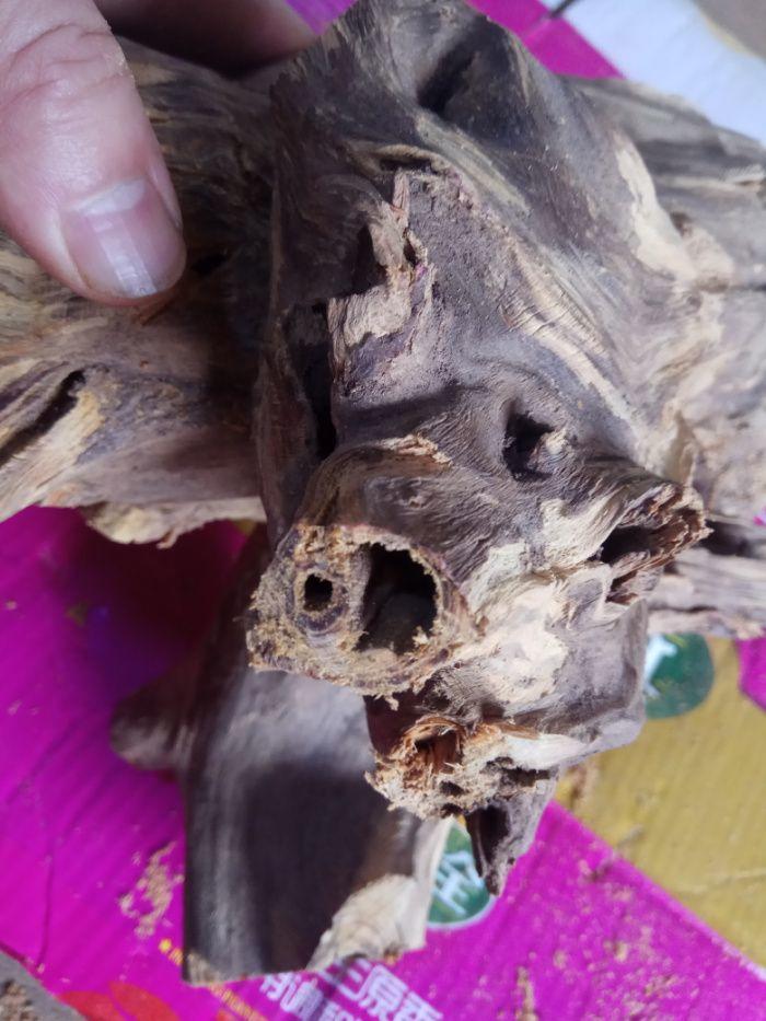 黑油花蜜味陈化蜜香柏5.3斤根兜