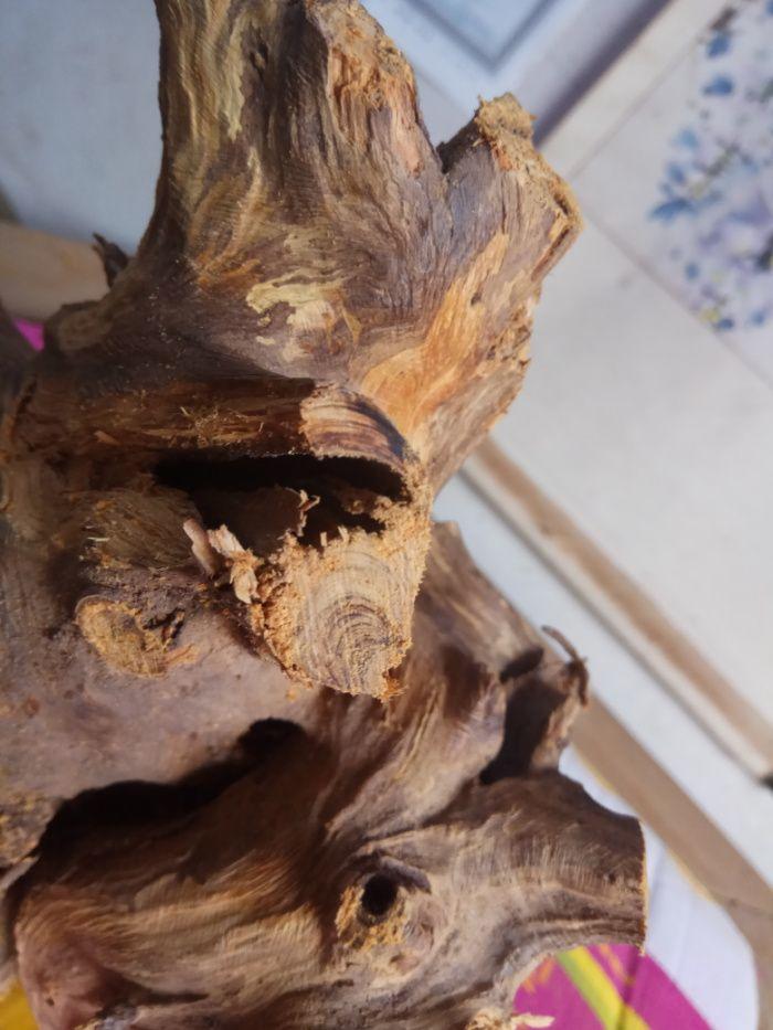 黑油花蜜味陈化蜜香柏5.3斤根兜