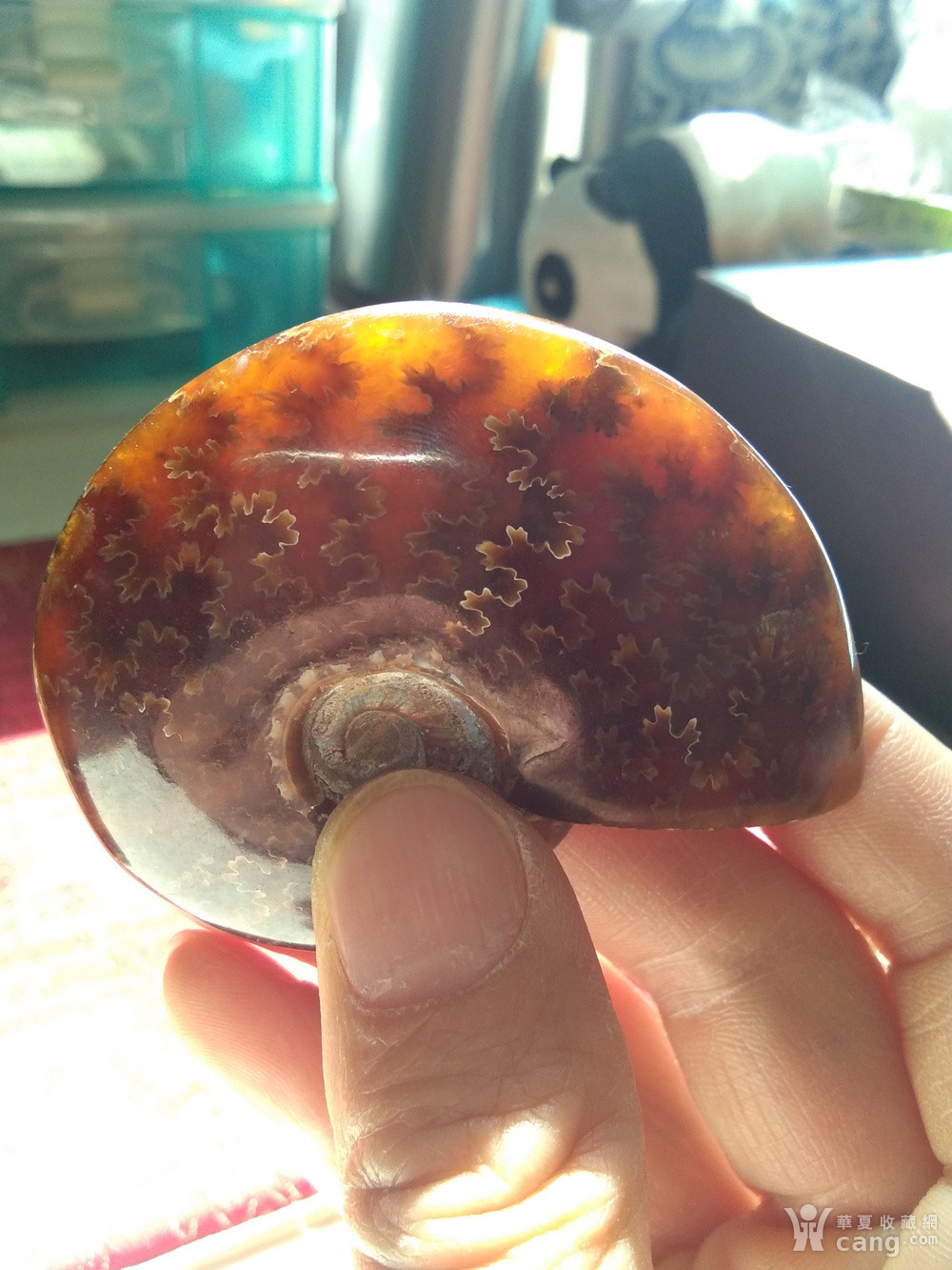 双面全玉化:大号菊螺化石