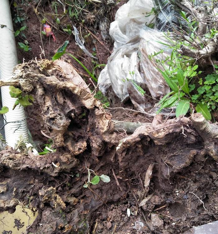 非常牛的黄荆根