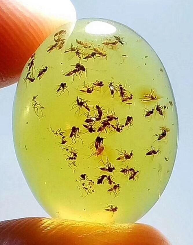 天然虫珀