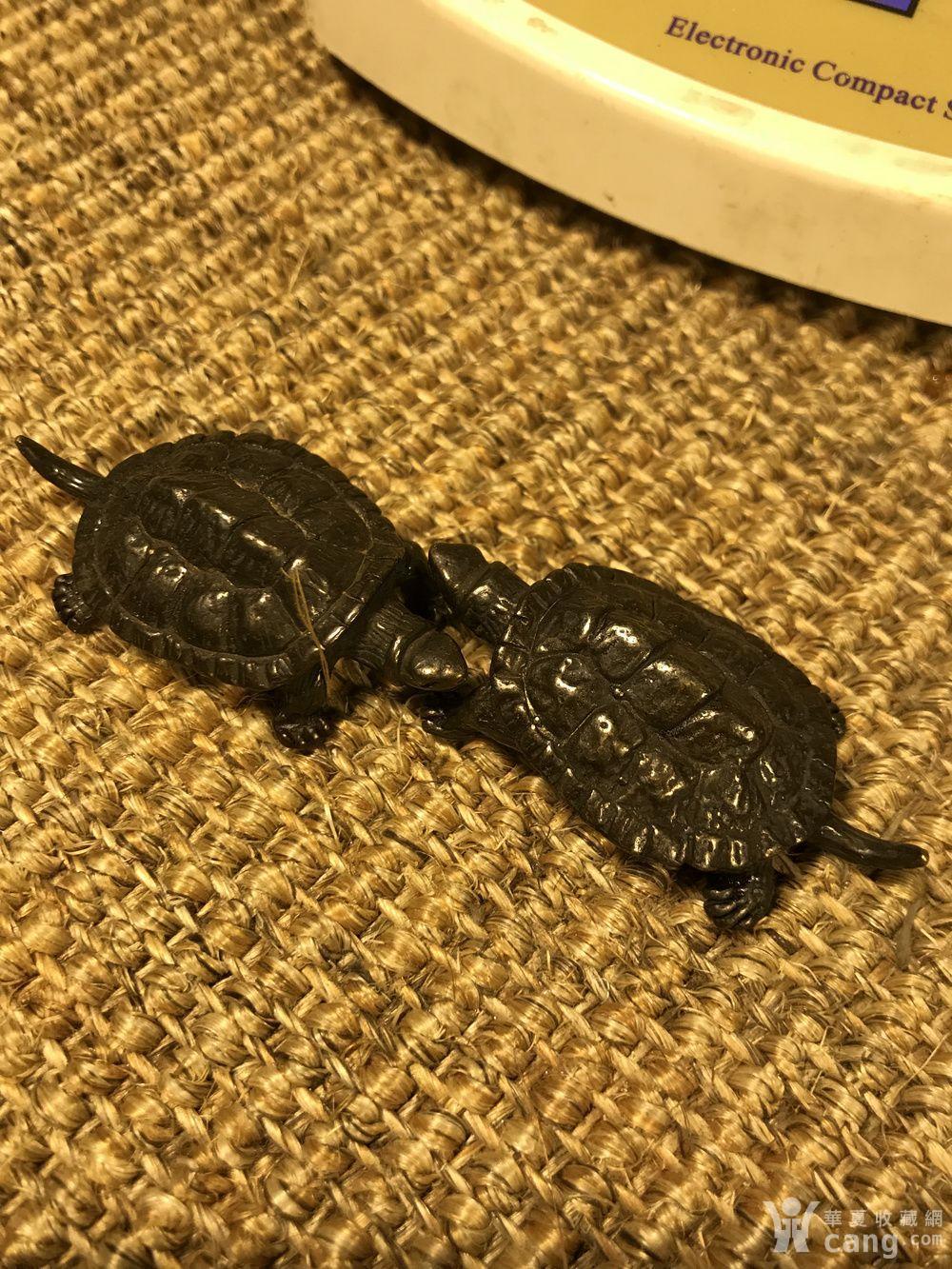小铜龟一对