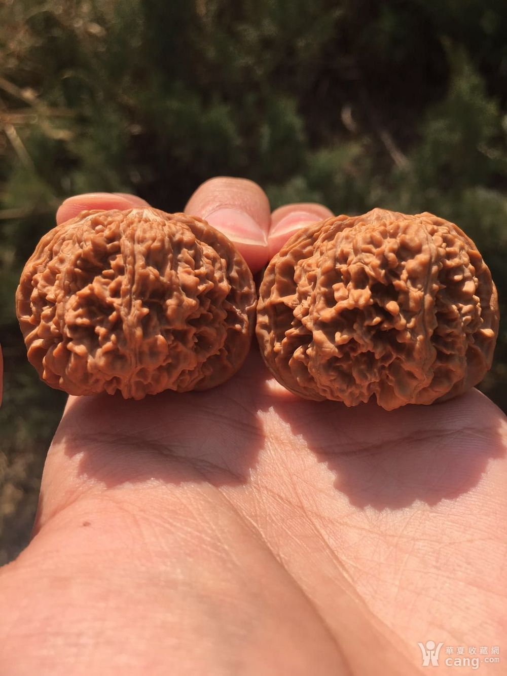 闷尖满天星狮子头文玩核桃 矮桩漂亮