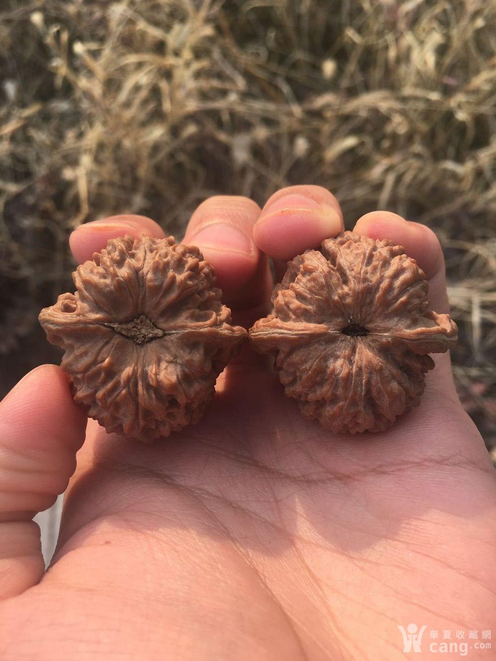 小精对 小众品种137狮子头文玩核桃