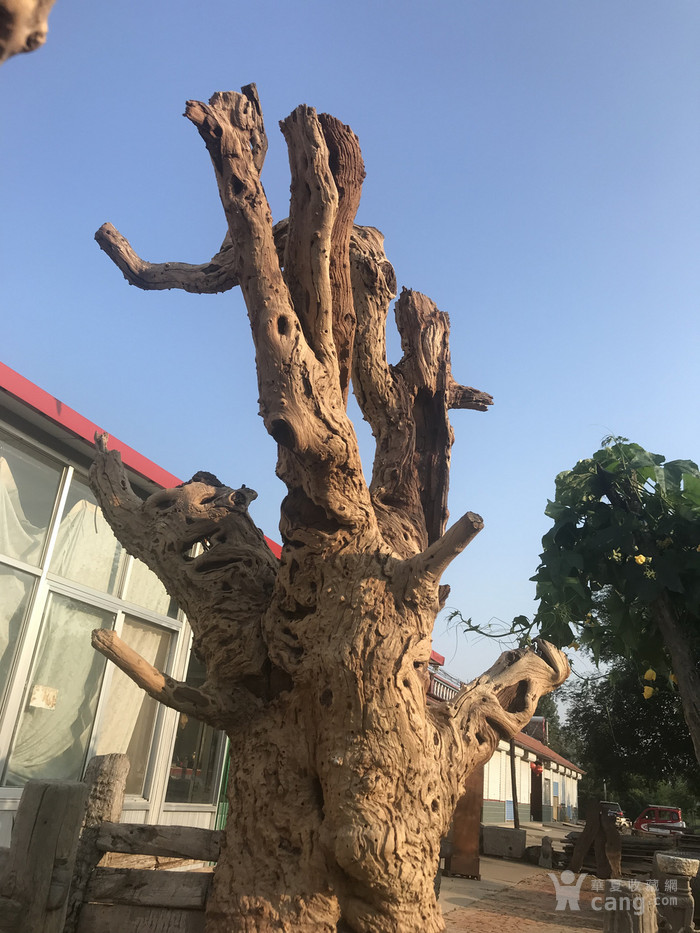 超级风化千年老枣树根雕