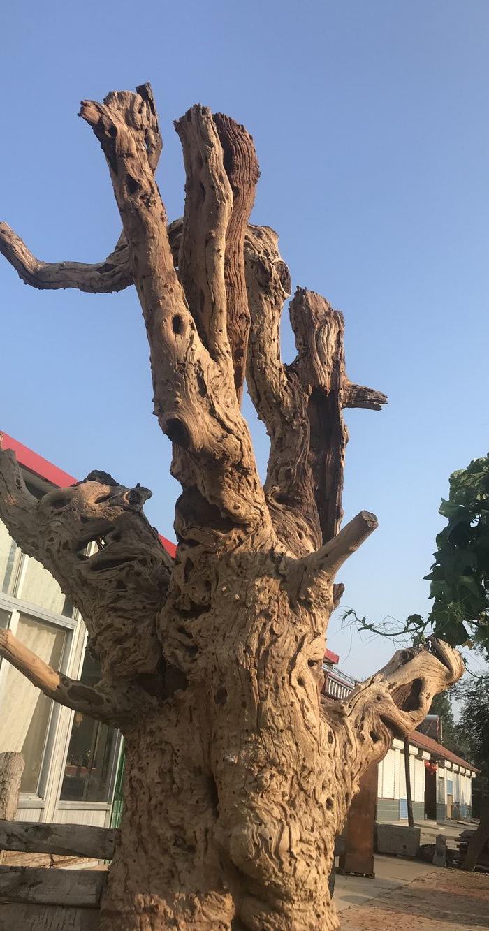 超级风化千年老枣树根雕