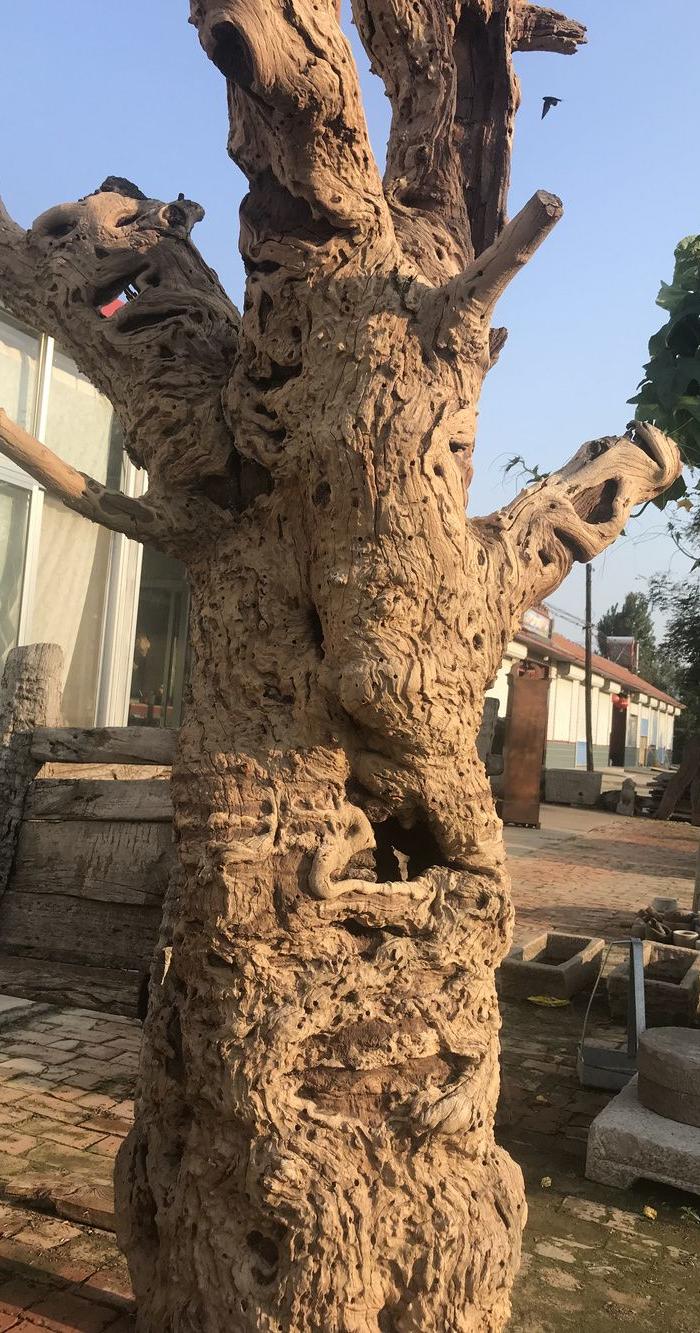 超级风化千年老枣树根雕