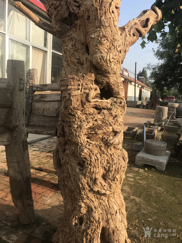 超级风化千年老枣树根雕