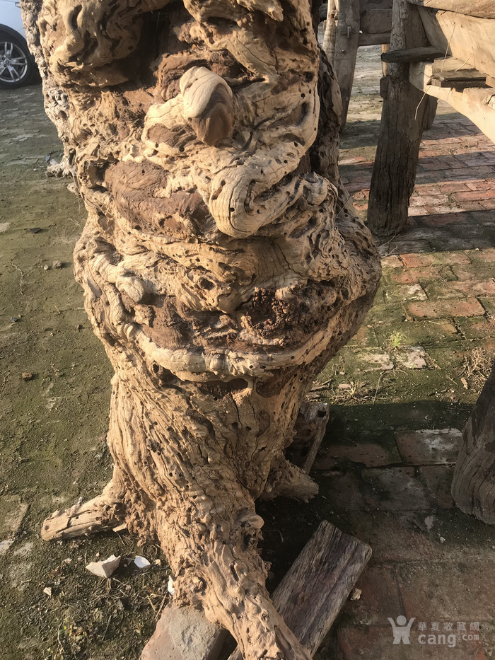 枣木疙瘩根雕图片