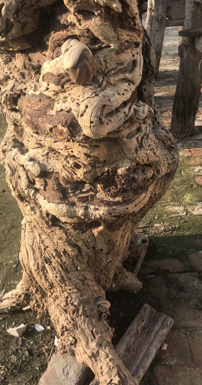 超级风化千年老枣树根雕