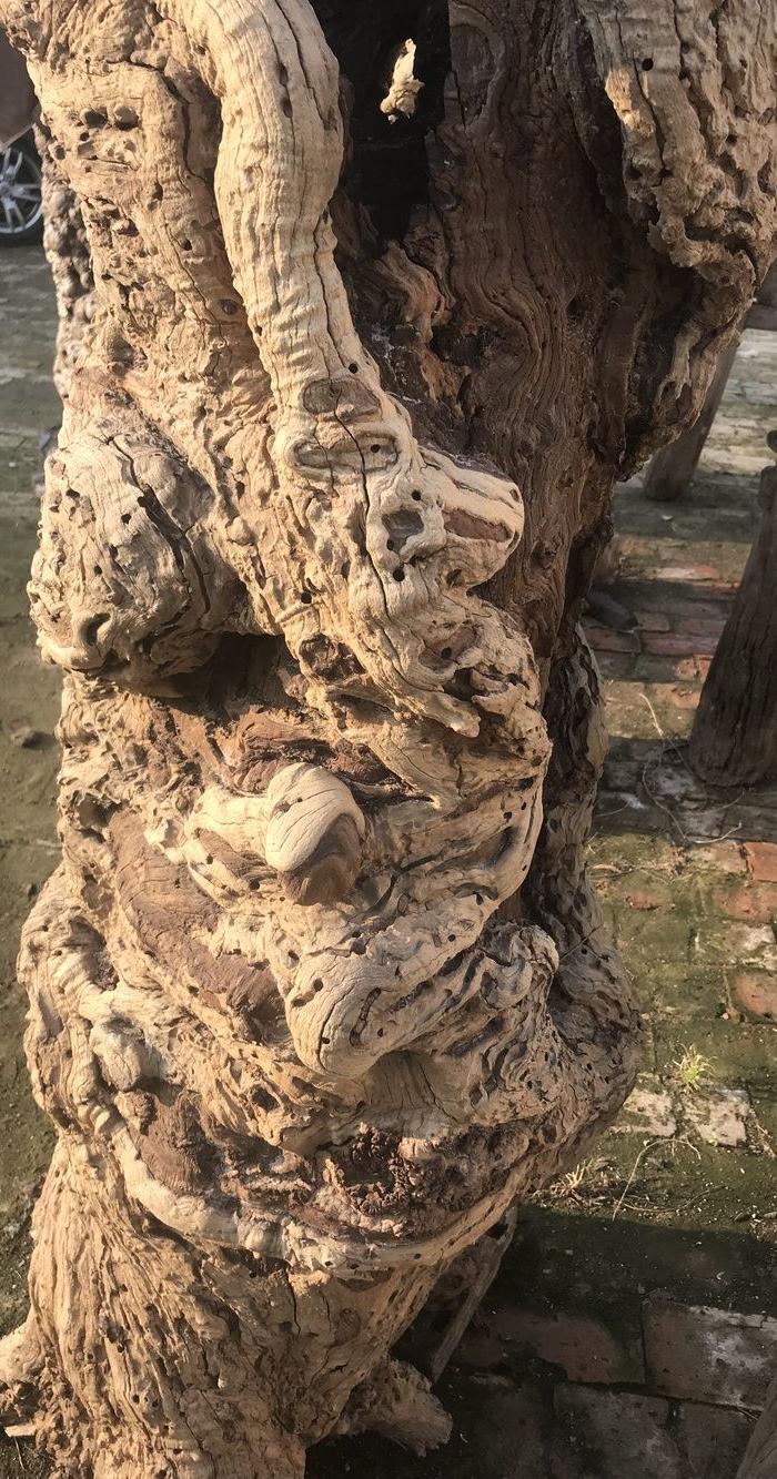 超级风化千年老枣树根雕