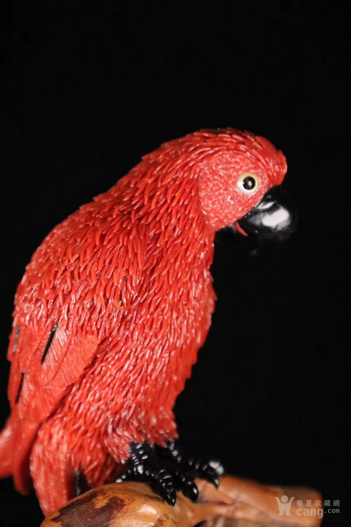 红翅珊瑚鸟图片