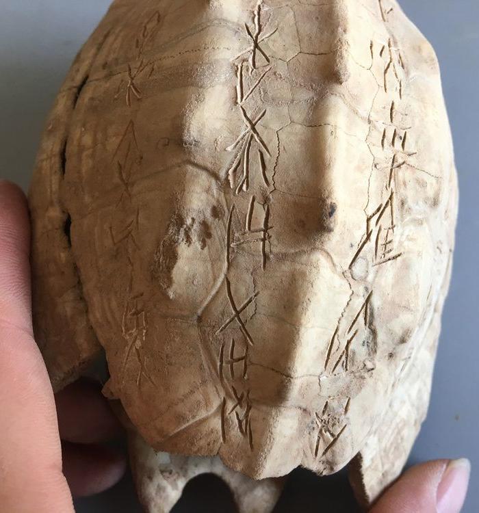 收来甲骨文龟壳