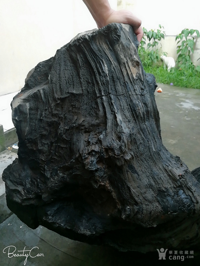 德龙湾的木化石群图片