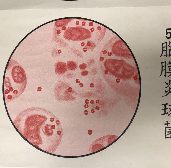 上海宏文书局出版细菌学图谱彩色大挂图1