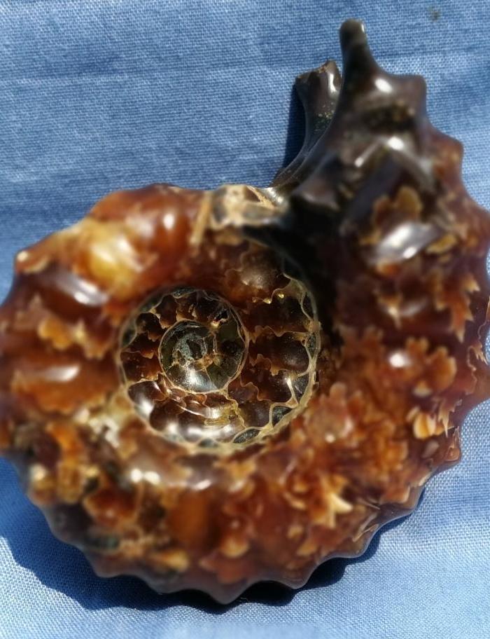 亿年前的已全部玉化菊花螺化石全部玉化的很少见可做挂饰礼品送人