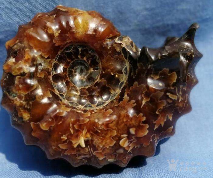 亿年前的已全部玉化菊花螺化石全部玉化的很少见可做挂饰礼品送人