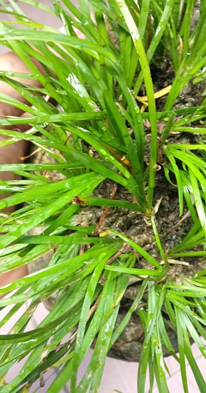 附石好多年的龙根菖蒲