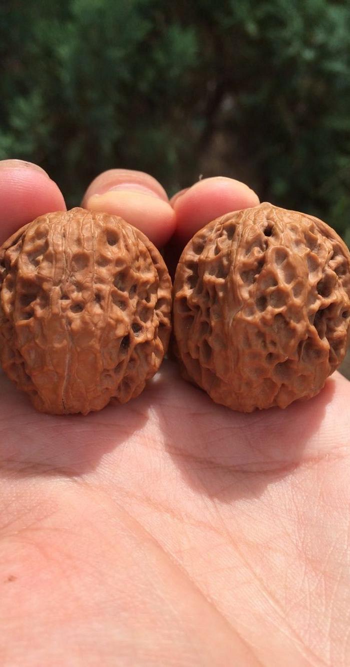 铁核桃 三棱大奔 铁狮子头文玩核桃