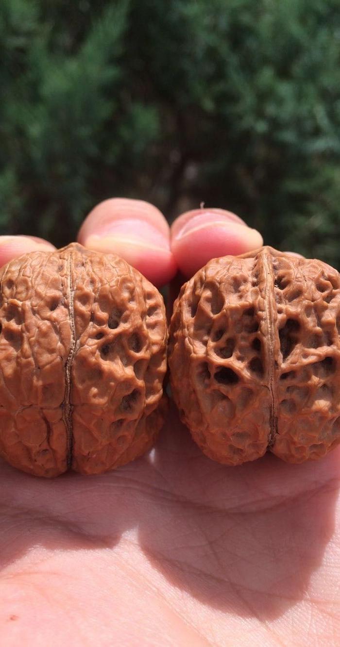 铁核桃 三棱大奔 铁狮子头文玩核桃