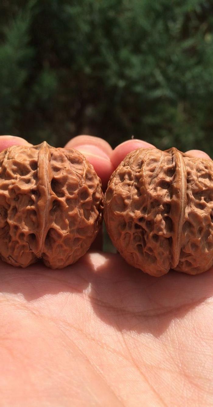 大奔型桩 铁核桃三棱 铁狮子头文玩核桃