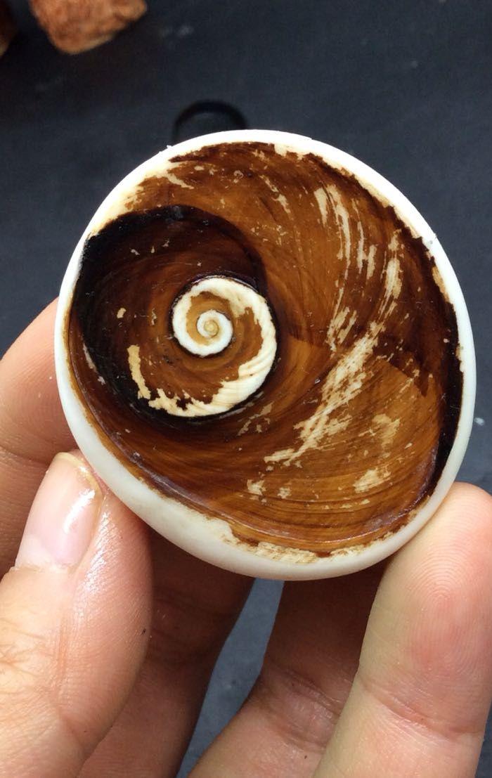 1412 太阳贝 化石