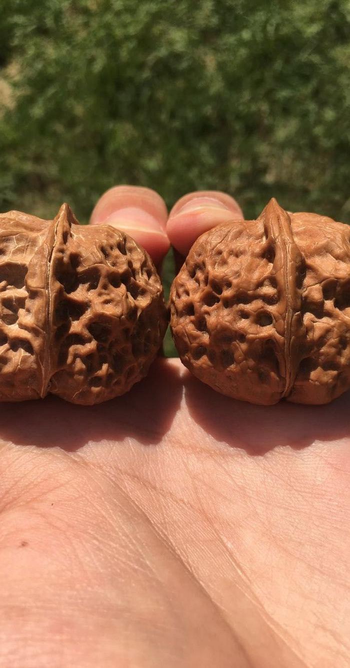 铁核桃 铁金蟾狮子头文玩核桃 *厚分量足