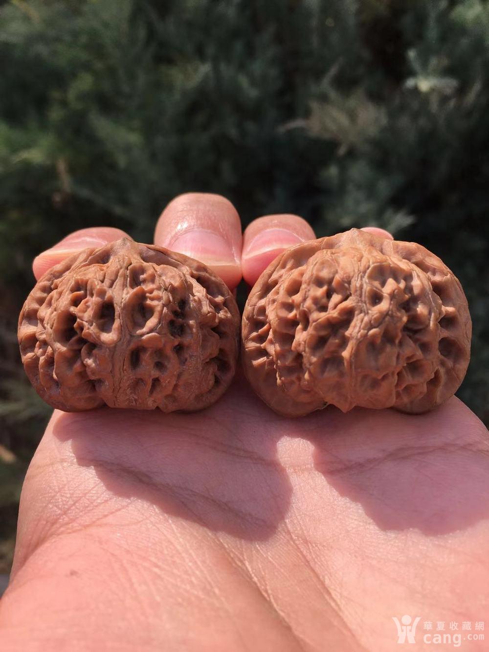 老款 矮桩宫灯狮子头文玩核桃 小众品种 边40