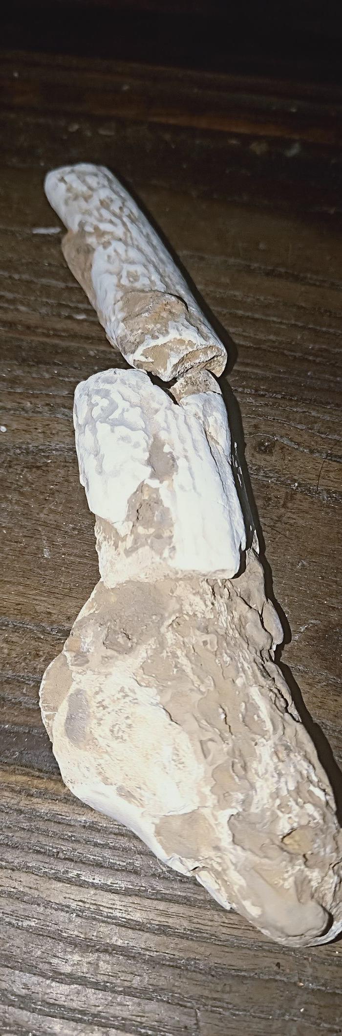 真品龙骨化石白药