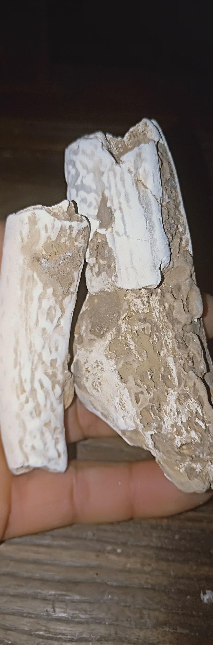 真品龙骨化石白药