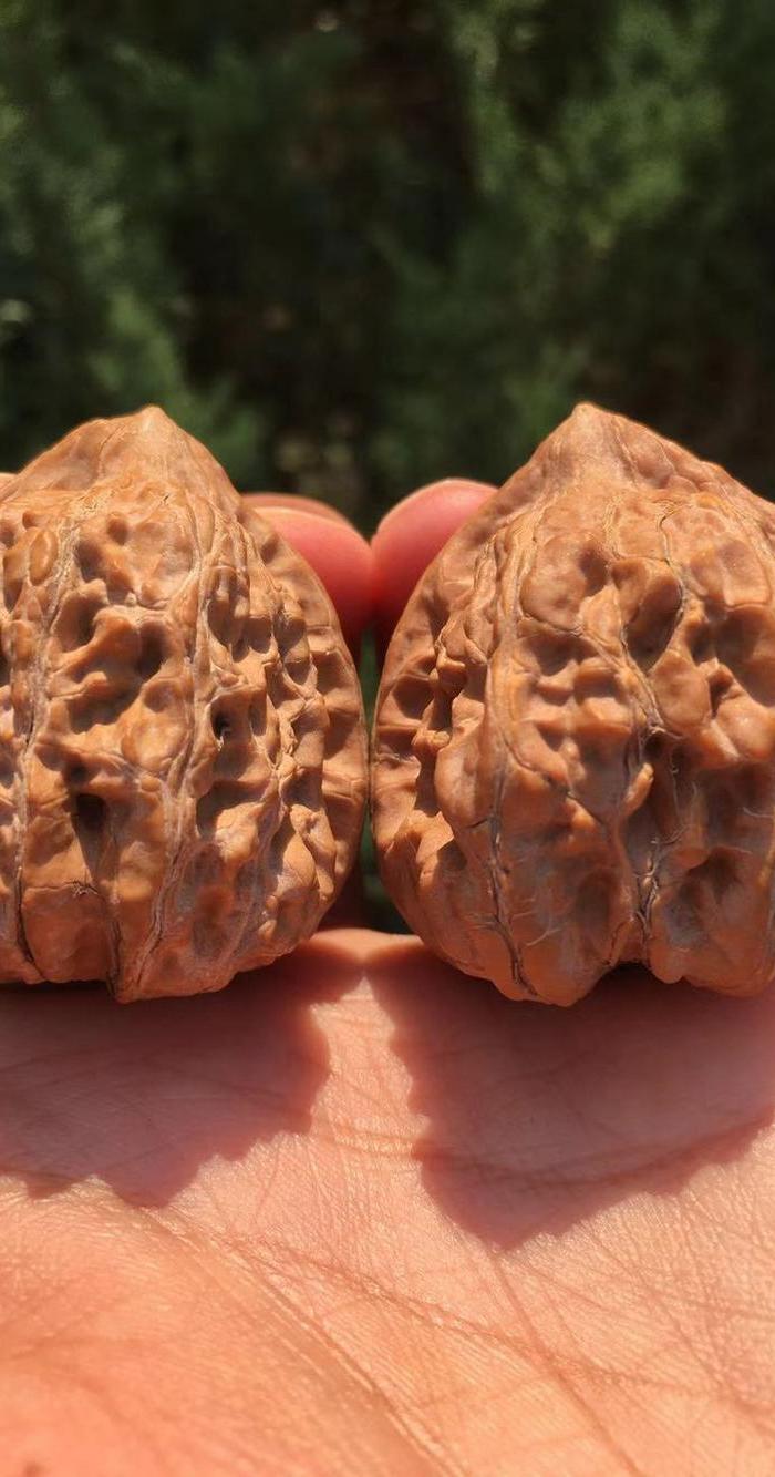 特价 有黄的赤龙野生瓷*鸡心文玩核桃 今年手里最大的鸡心