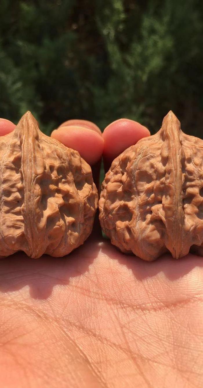 特价 有黄的赤龙野生瓷*鸡心文玩核桃 今年手里最大的鸡心