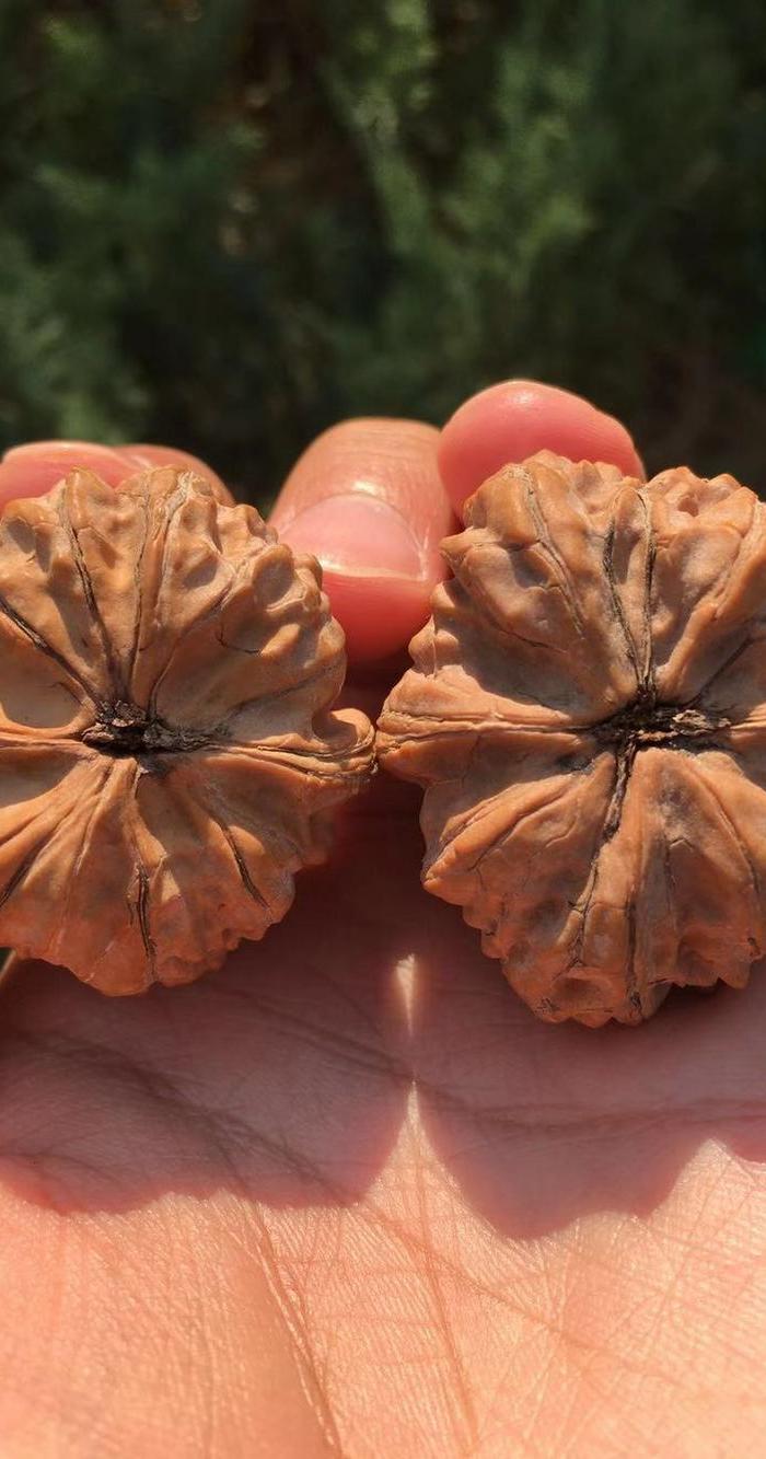 特价 有黄的赤龙野生瓷*鸡心文玩核桃 今年手里最大的鸡心