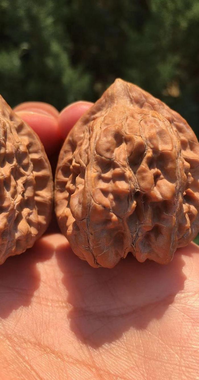 特价 有黄的赤龙野生瓷*鸡心文玩核桃 今年手里最大的鸡心