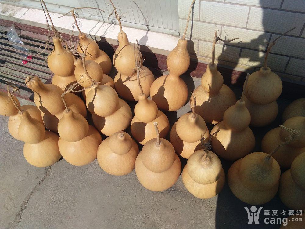 15至50公分大亚腰葫芦,处理