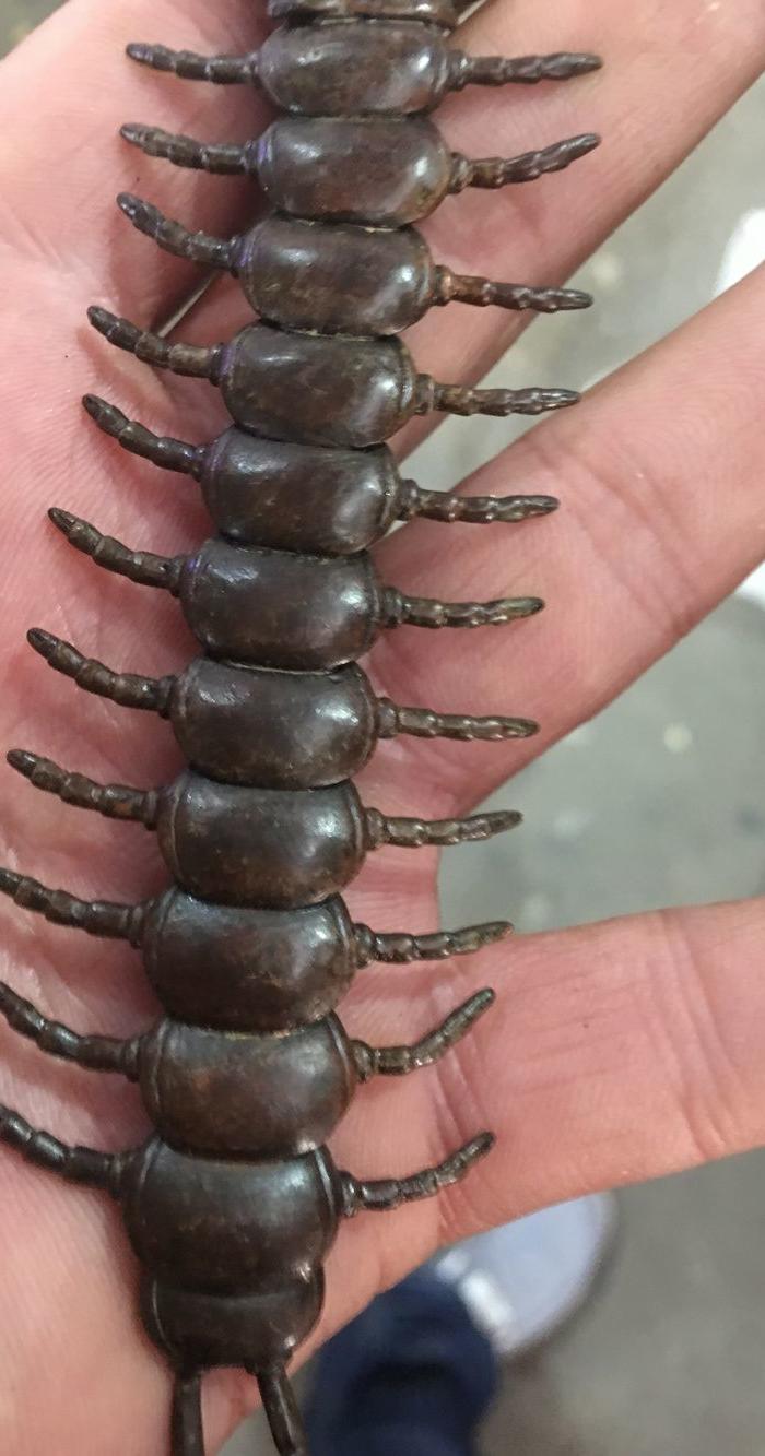 老铜蜈蚣 关节会动