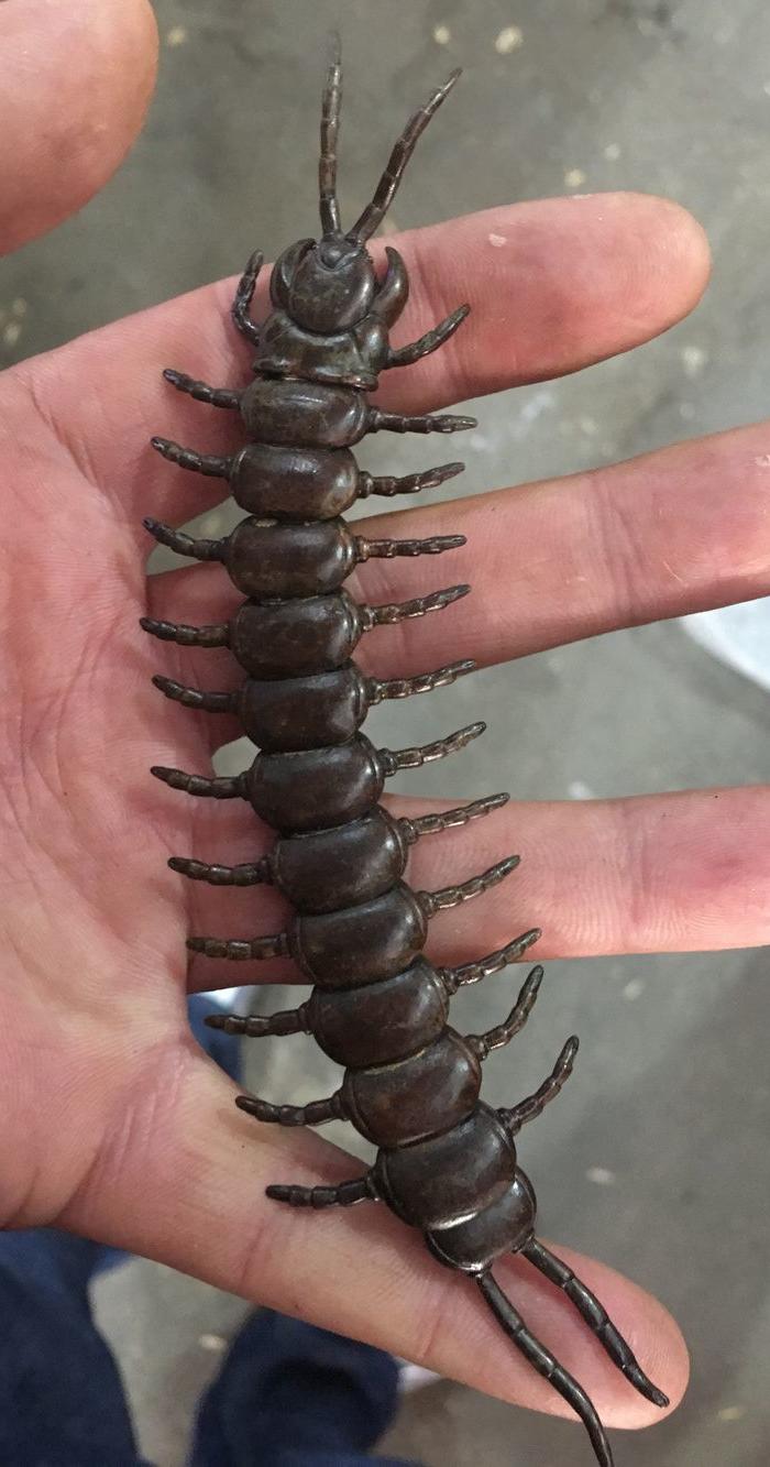 老铜蜈蚣 关节会动