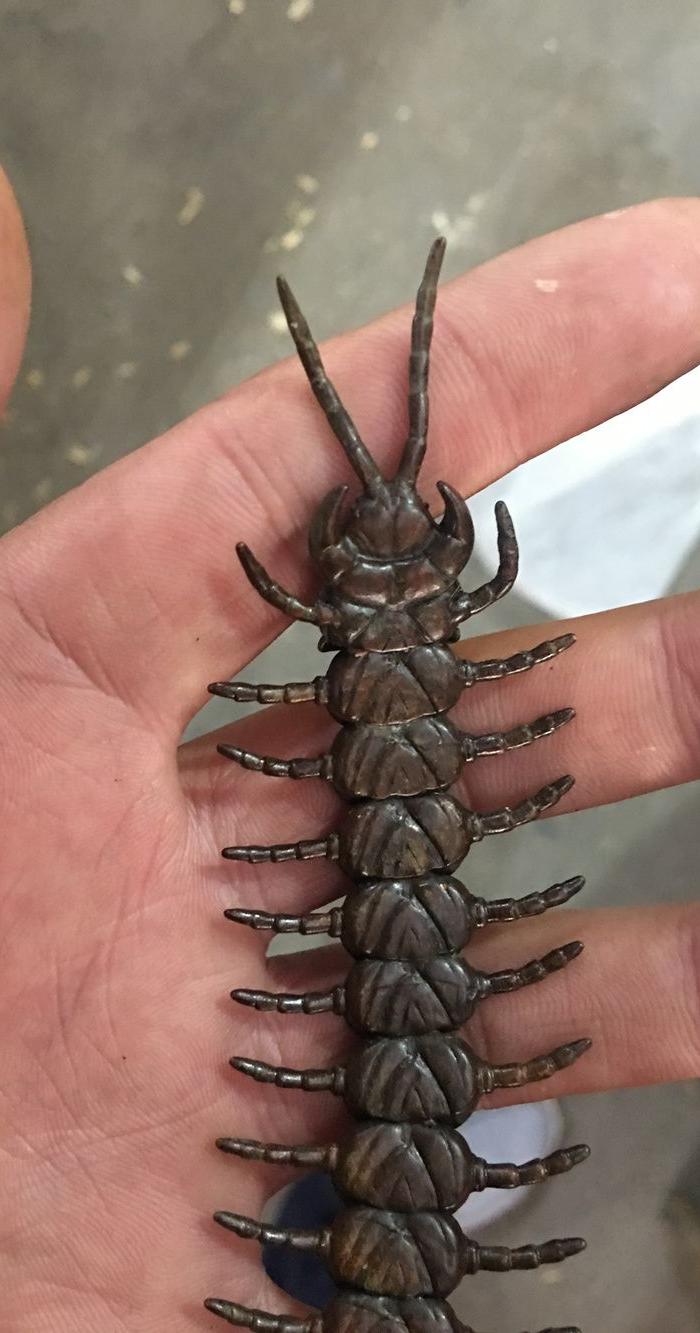 老铜蜈蚣 关节会动