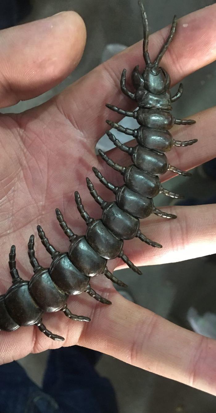 老铜蜈蚣 关节会动