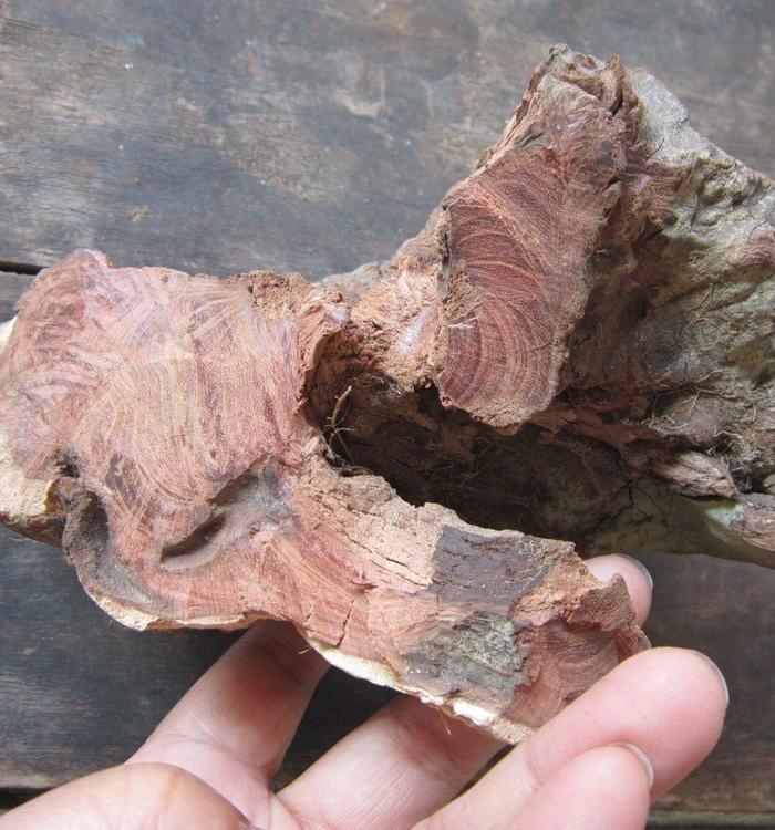 黄花梨木老树根