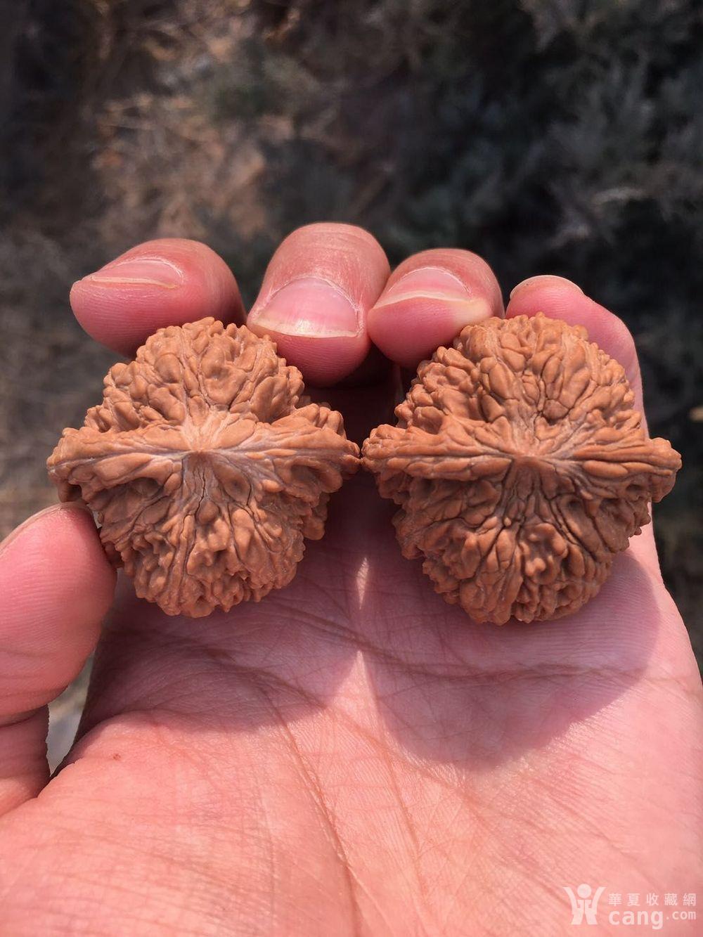 满天星和尚头狮子头文玩核桃