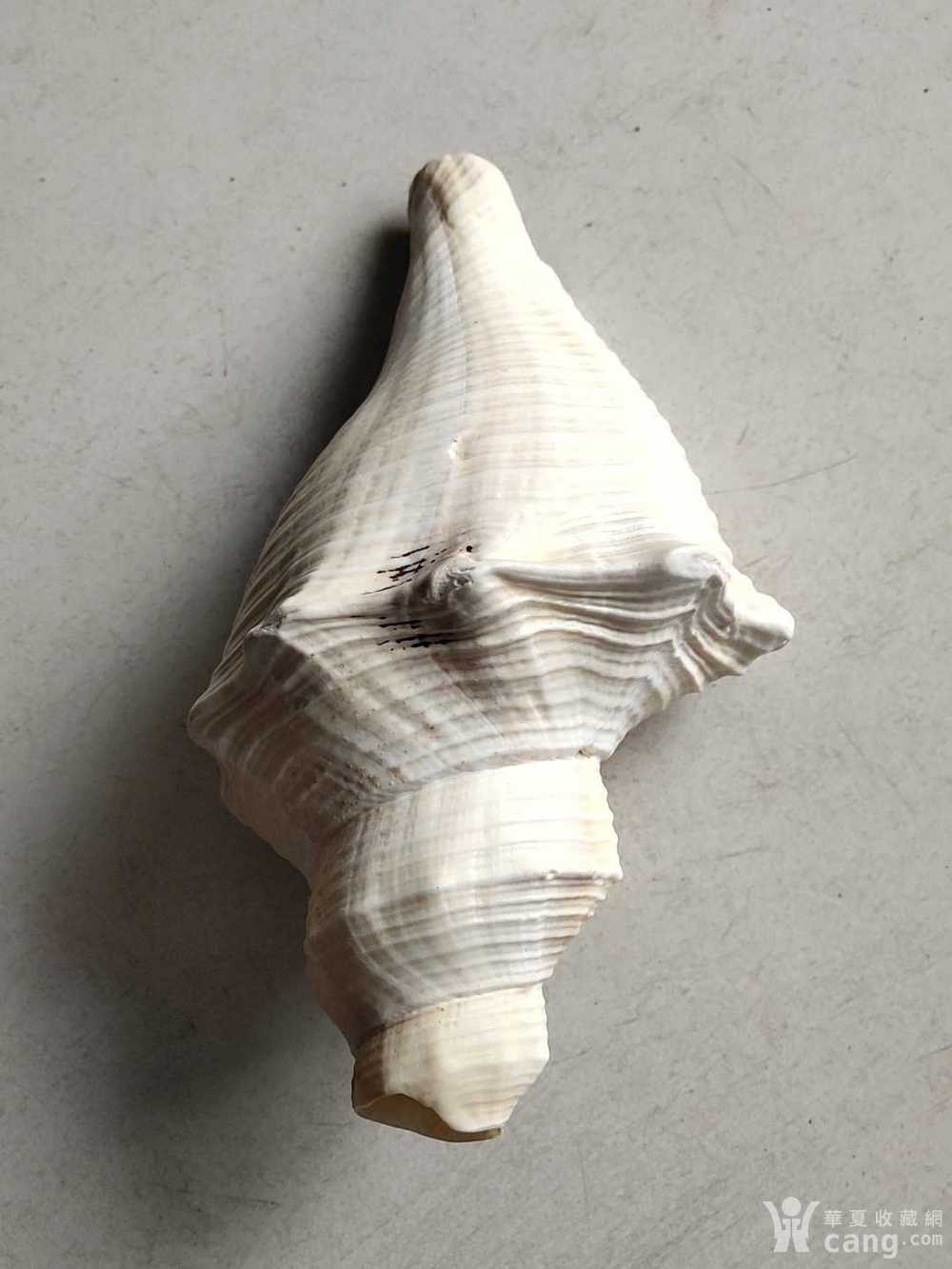 老螺好_地摊交易_华夏收藏网