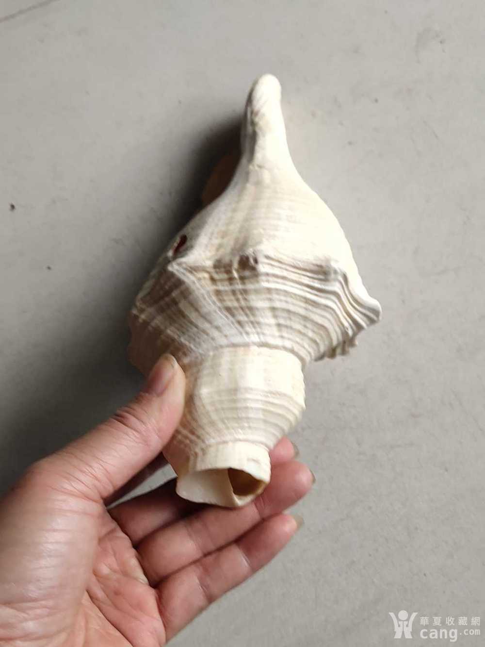 老螺好_地摊交易_华夏收藏网